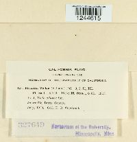 Puccinia violae image