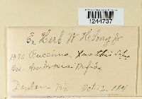 Puccinia xanthii image