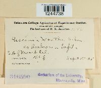 Puccinia xanthii image