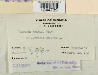 Puccinia xanthii image