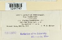 Puccinia xanthii image