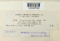 Puccinia xanthii image