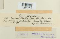 Puccinia xanthii image