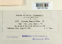 Puccinia xanthii image