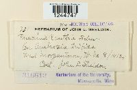 Puccinia xanthii image