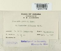 Puccinia xanthii image