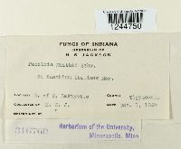 Puccinia xanthii image