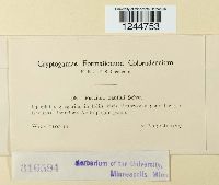 Puccinia xanthii image