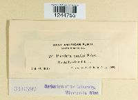 Puccinia xanthii image