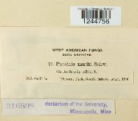 Puccinia xanthii image