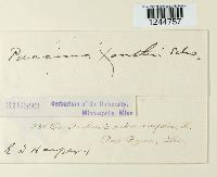 Puccinia xanthii image