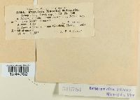 Puccinia xanthii image