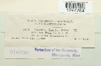 Puccinia xanthii image