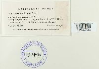 Puccinia xanthii image