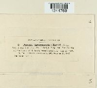 Puccinia xanthii image