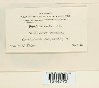 Puccinia xanthii image