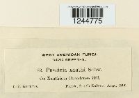 Puccinia xanthii image