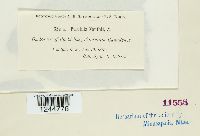 Puccinia xanthii image