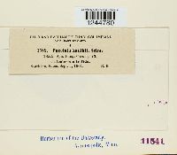 Puccinia xanthii image