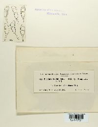 Puccinia xanthii image