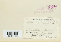 Puccinia xanthii image