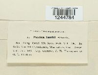 Puccinia xanthii image