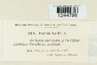 Puccinia xanthii image