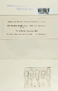 Puccinia xanthii image
