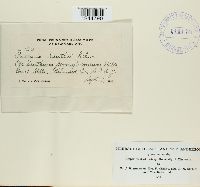 Puccinia xanthii image