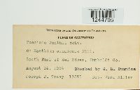 Puccinia xanthii image