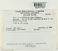 Puccinia xanthii image