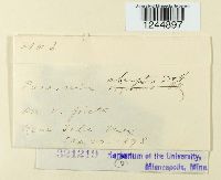 Puccinia abrupta image