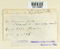 Puccinia abrupta image