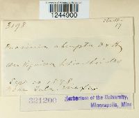 Puccinia abrupta image