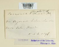 Puccinia abrupta image