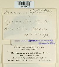 Puccinia abrupta image