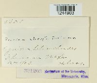 Puccinia abrupta image