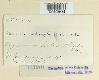 Puccinia abrupta image