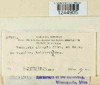 Puccinia abrupta image