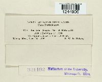 Puccinia abrupta image