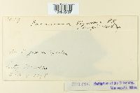 Puccinia abrupta image