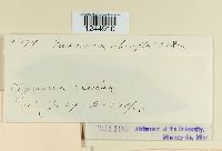 Puccinia abrupta image