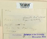 Puccinia abrupta image