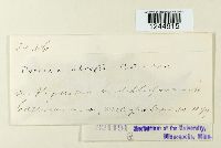 Puccinia abrupta image