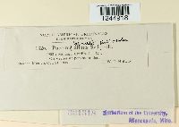 Puccinia abrupta image