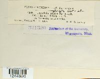 Puccinia abrupta image