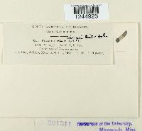 Puccinia abrupta image