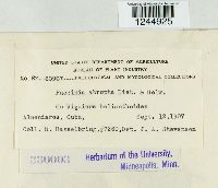 Puccinia abrupta image