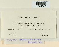 Puccinia abrupta image