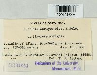 Puccinia abrupta image